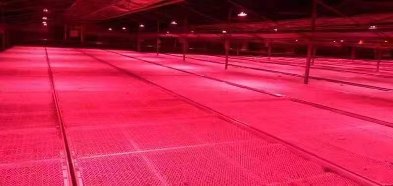 UFO LED Grow Light  for TianJing Greenhouse Project